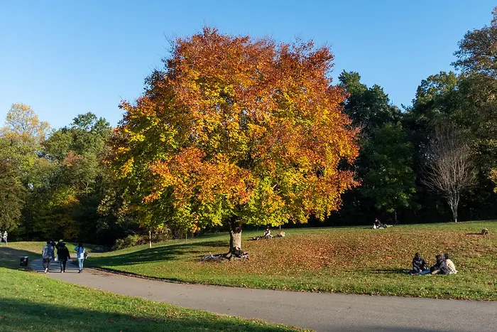 A photo of a tree in Prospect Park in fall